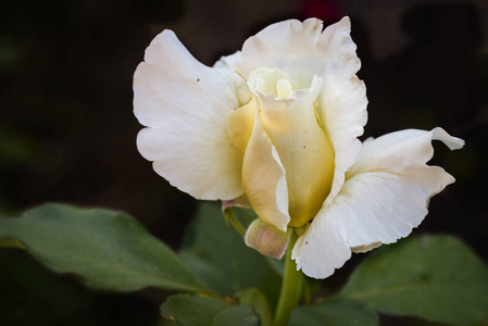 自然 植物区系 花瓣 特写镜头 玫瑰 植物 粉红色 春天