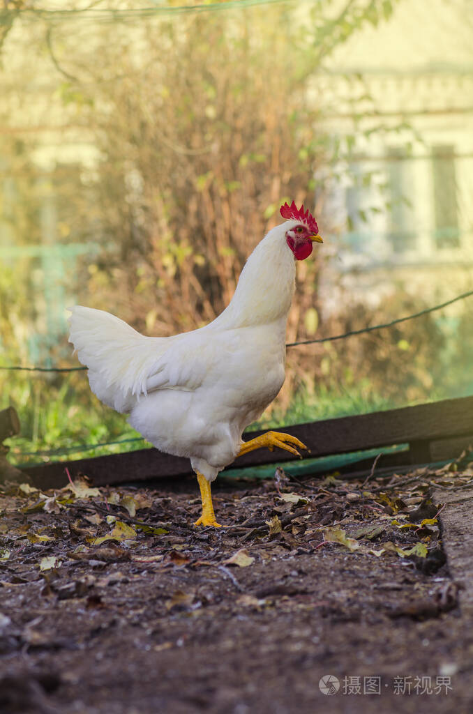 白母鸡自由放养场母鸡在球场上农场院子里的母鸡