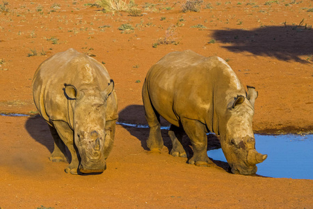 沙漠 旅行 自然 喇叭 大象 动物 公园 纳米比亚 在里面