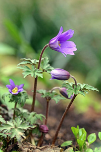 植物学 银莲花 毛茛科 植物区系 二月 春天 季节 特写镜头