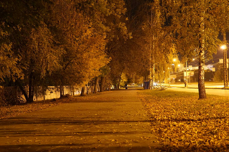 风景 小时 开车 运输 灌木 季节 变模糊 运动 街道 自然