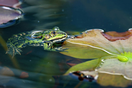 两栖动物 自然 水螅 池塘 四月 湿地 长焦 青蛙