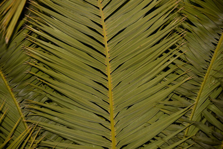 插图 棕榈 植物学 植物 夏天 自然 森林 颜色 树叶 美丽的