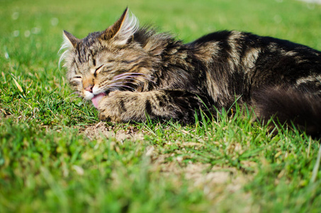 Funny little cat walking outdoors 