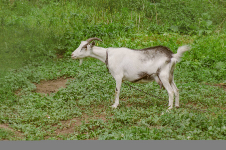 Goat grazing on grass.  Goat in a green farm yard 