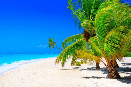孤独的 天空 马尔代夫 海洋 棕榈 塞舌尔 夏天 蓝天 阳光