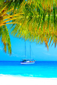 塞舌尔 亚洲 太阳 天空 航海 蓝天 棕榈树 毛里求斯 在里面