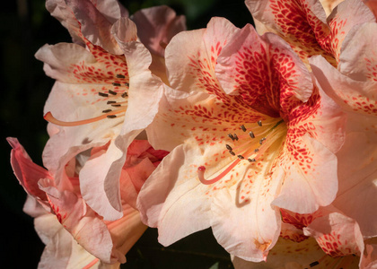 盛开 园艺 粉红色 杜鹃花 佩吉 自然 开花 花的 花艺