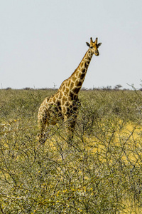 脖子 非洲 食草动物 野生动物 坦桑尼亚 长颈鹿 长的 埃托沙
