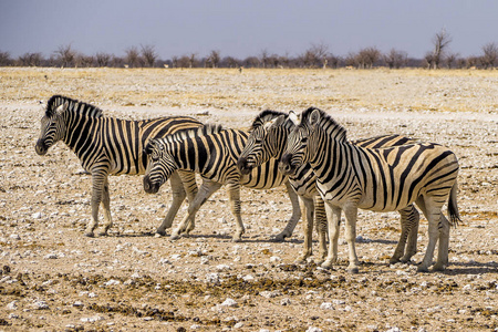 游猎 埃托沙 荒野 非洲 旅行 食草动物 动物 大草原 条纹