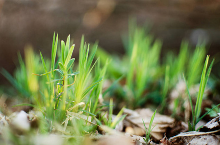 Fresh juicy green grass for summer 