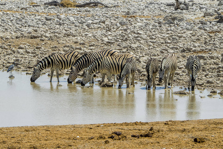 沙漠 埃托沙 纳米比亚 食草动物 国家的 旅行 公园 游猎
