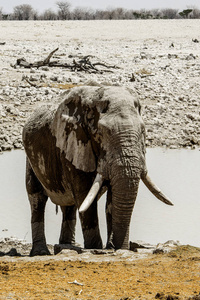 沙漠 埃托沙 象牙 哺乳动物 饮酒 旅行 大象 荒野 储备