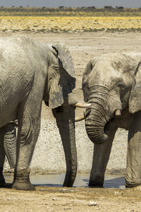 大象 动物 野生动物 储备 非洲 大草原 沙漠 国家的 纳米比亚