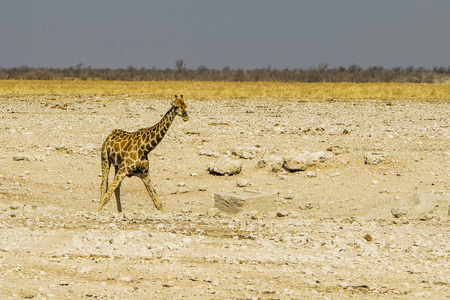 稀树草原 公园 沙漠 南方 游猎 动物群 储备 动物 长颈鹿