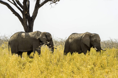 纳米比亚 荒野 国家的 非洲 储备 旅行 自然 野生动物