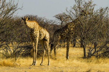 旅游业 大草原 野生动物 旅行 纳米比亚 储备 国家的 埃托沙