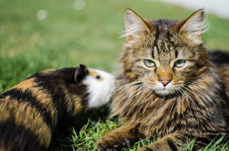 Funny little cat walking outdoors 