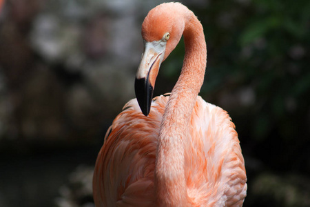 眼睛 羽毛 粉红色 脊椎动物 在里面 脖子 红鹳科 火烈鸟