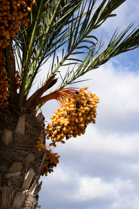 树叶 水果 味道 西班牙 棕榈 夏天 收获