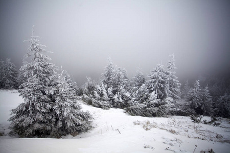 童话 寒冷的 季节 天空 仙境 森林 山谷 冒险 风景 滑雪