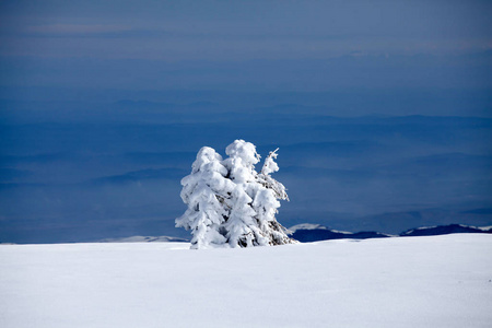 霍尔 山谷 白霜 阿尔卑斯山 童话 森林 岩石 季节 冬天