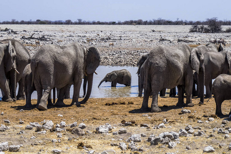 象牙 国家的 动物 游猎 纳米比亚 兽群 大象 非洲 野生动物