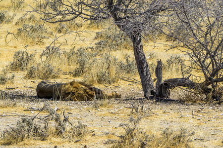 自然 天空 动物 野生动物 储备 环境 狮子 非洲 风景