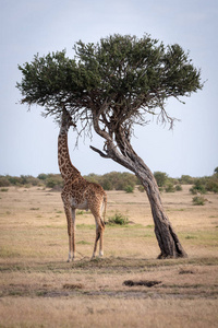 咀嚼 哺乳动物 自然 肯尼亚 非洲 野生动物 动物 稀树草原