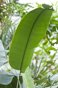 食物 美丽的 香蕉 春天 自然 水果 夏天 烹饪 森林 植物