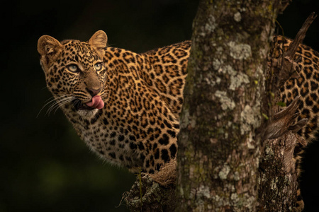 肯尼亚 非洲 游猎 分支 嘴唇 食肉动物 豹子 野生动物