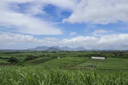 毛里求斯 风景 领域 植物 旅行 国家 夏天 种植园 草地