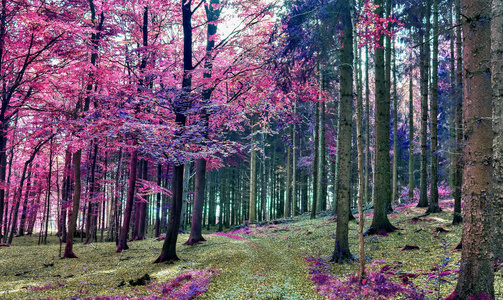 紫色 美女 落下 公园 分支 森林 流动 季节 美丽的 漫画