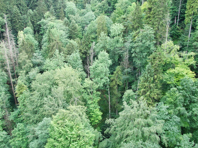 公园 天空 小山 环境 冷杉 季节 自然 冬天 美丽的 橡树