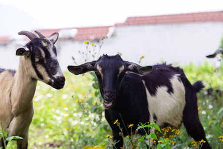 山羊在农场上吃新鲜的绿草山羊在野外自由生活有机农业草食山羊