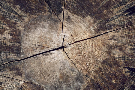 保护 生长 圆圈 木板 古老的 老年人 木柴 崎岖不平 森林