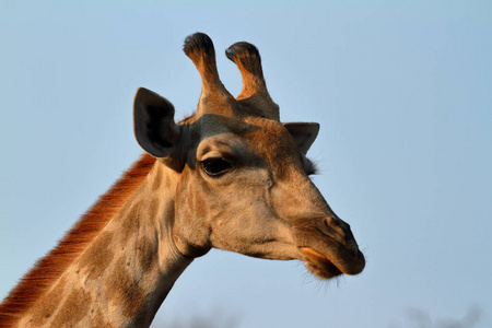 动物 灌木 长的 坦桑尼亚 哺乳动物 大草原 肯尼亚 脖子
