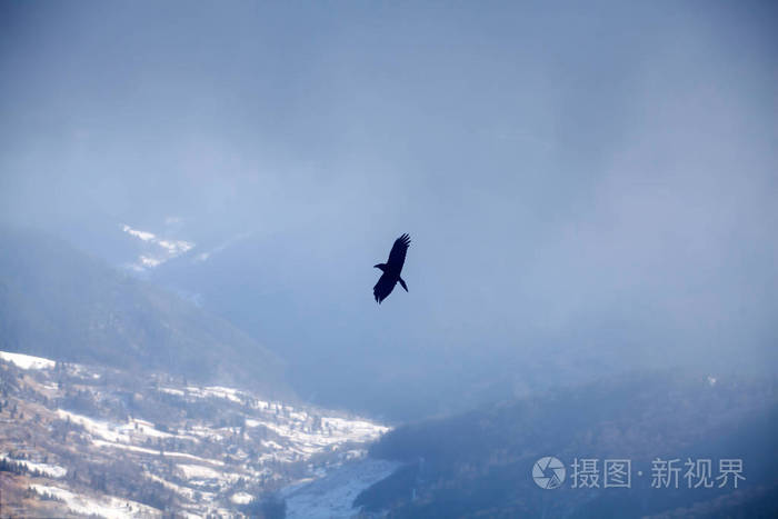 小山 季节 滑雪 范围 动物 寒冷的 天空 美丽的 森林