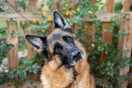 可爱的 哺乳动物 动物 牧羊人 犬科动物 安全 警方 训练