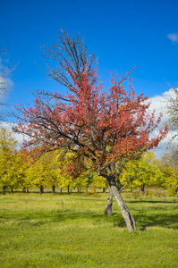 秋天 春天 花的 自然 樱桃 天空 植物 分支 开花 季节
