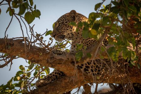 自然 说谎 游猎 非洲 豹子 旅行 动物 高的 在里面 肯尼亚