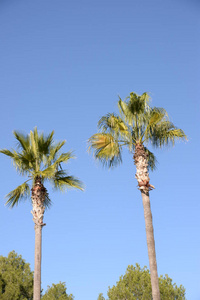 棕榈 旅游业 假期 海滩 风景 天空 自然 夏天 假日 西班牙