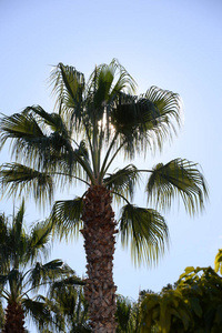 天堂 西班牙 棕榈 旅行 风景 天空 椰子 树干 植物 假期