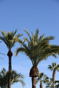 假期 假日 旅游业 风景 海滩 西班牙 棕榈 夏天 植物