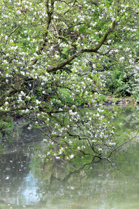 春天 在里面 汉诺威 池塘 自然 风景