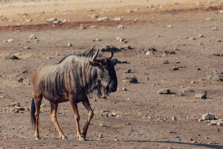 角马 荒野 站立 风景 旅行 自然 玛拉 白尾 环境 野生动物