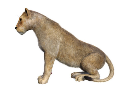 哺乳动物 狮子座 动物 野生动物 母狮 自然 猫科动物 危险
