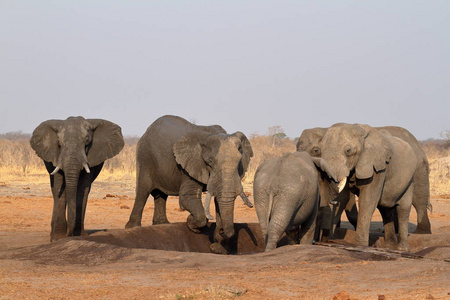 大草原 游猎 风景 环境 野生动物 稀树草原 哺乳动物 肯尼亚