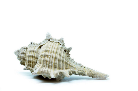 美女 软体动物 食物 特写镜头 扇贝 海螺 贝壳 海洋 水下