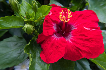 季节 植物 植物学 花瓣 花园 春天 纹理 美女 夏天 花的